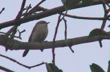 20060102_Vale Braamsluiper_Groningen_03